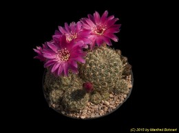 Sulcorebutia elisabethae AW141 3300